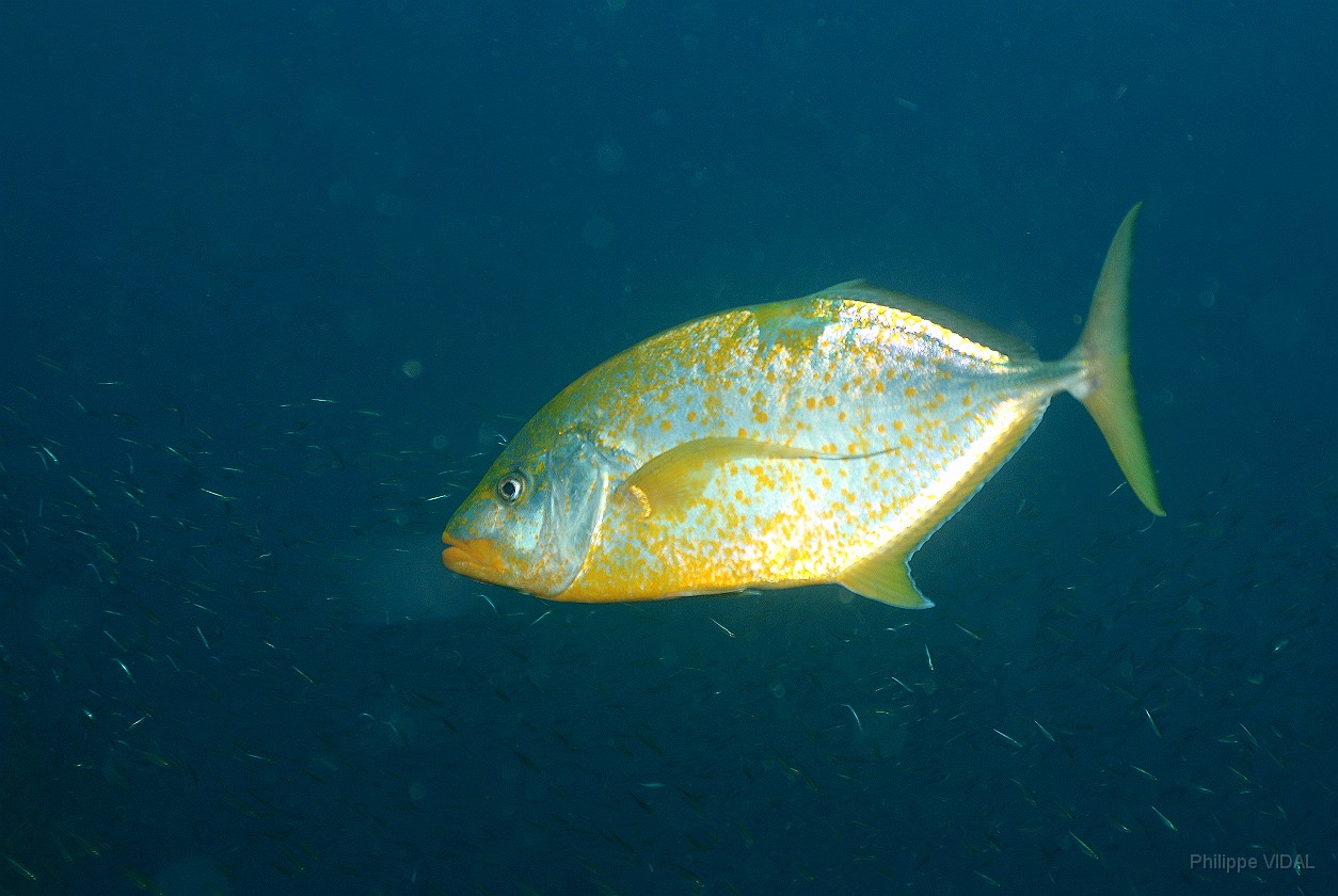 Thailand 2015 - Ko Tao - Carangue a points oranges - Carangoides bajad _IMG_3728_rc.jpg